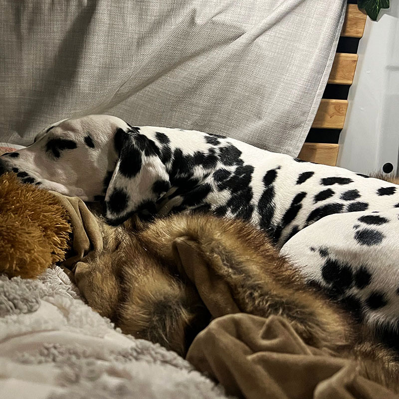 Scarlett the Dalmatian curled up asleep inside the campervan